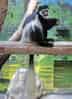 動物図鑑・クロシロコロブスの写真 18